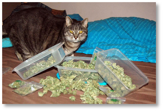cat-and-huge-marijuana-stash