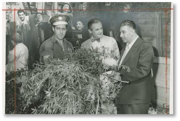 destroying-cannabis-in-a-backyard