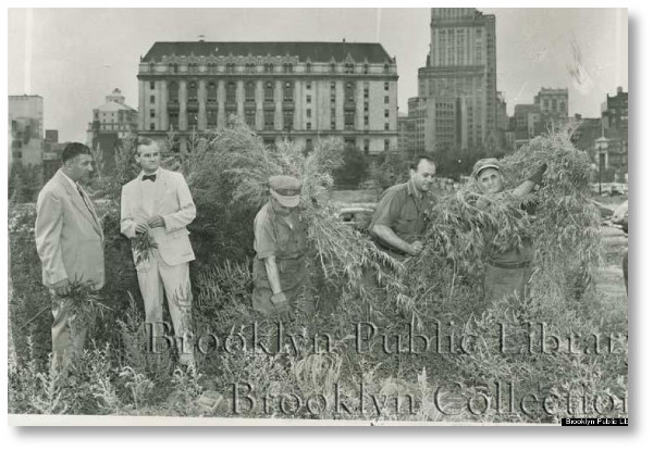 destroyng-cannabis-in-brooklin