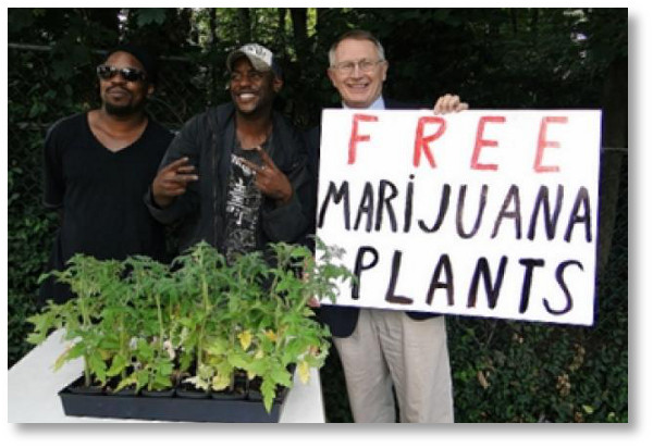 free-marijuana-plants