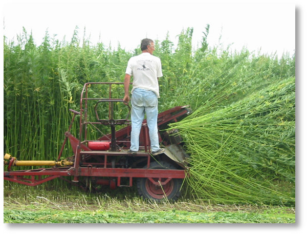 harvesting-industrial-hemp