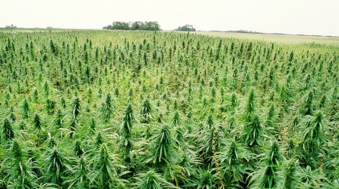 hemp-field