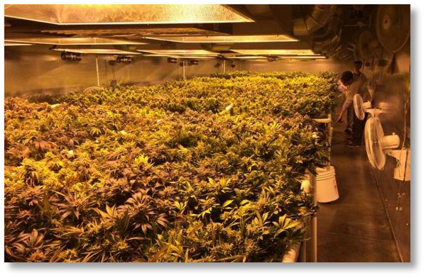 large-indoor-grow-of-marijuana