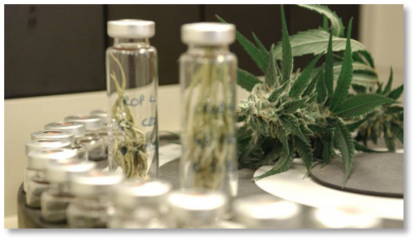 medical-marijuana-france