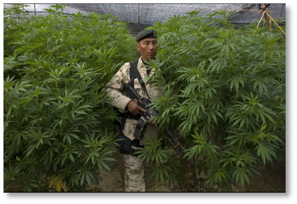 mexico-marijuana-2012-11-09