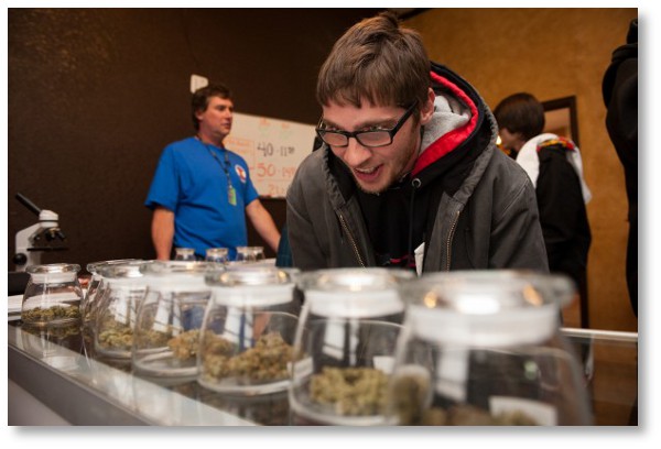 selection-of-marijuana-buds-is-amazing