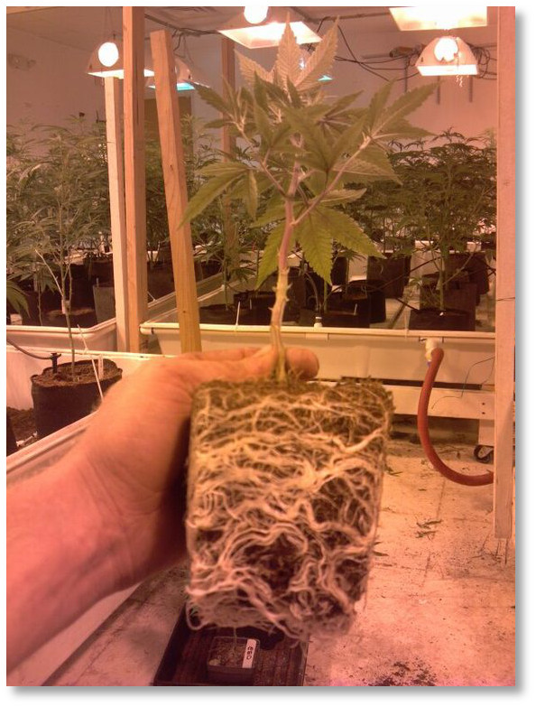 the.healing.house.denver-thumb-565x753