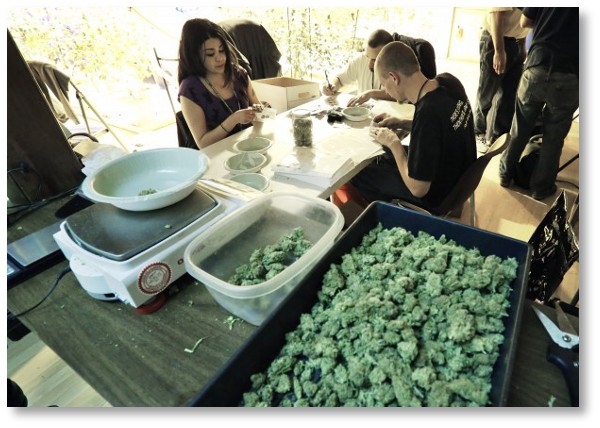 trimming-marijuana-bud