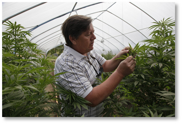 working-in-marijuana-greenhouse
