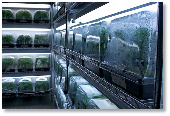 young-marijuana-plants