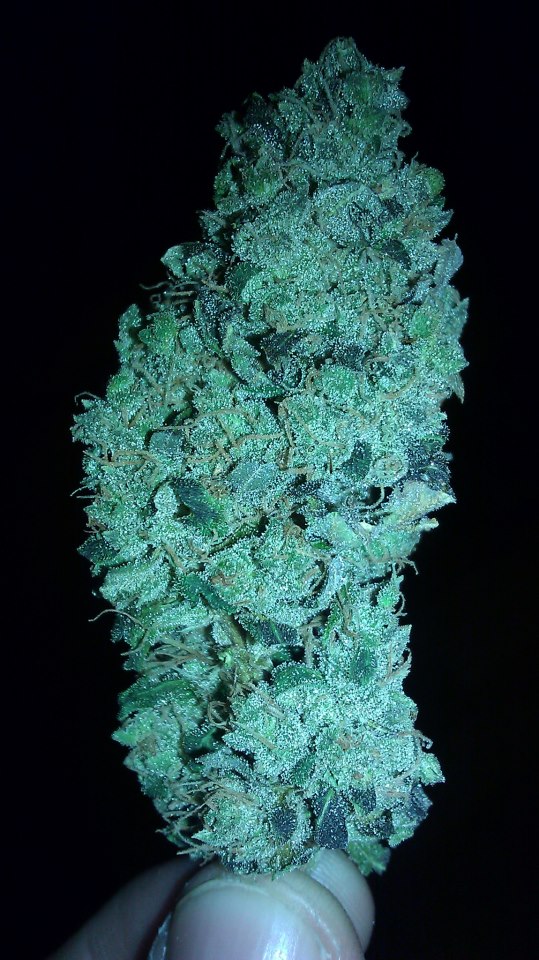 pineapple-chunk-pretty-bud