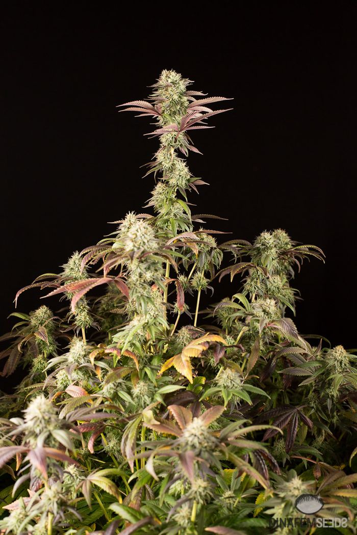 Remo Chemo Dinafem Seeds обзор сорта