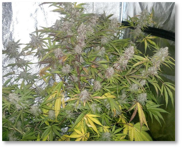 AutoBlueberry-Seymour-7