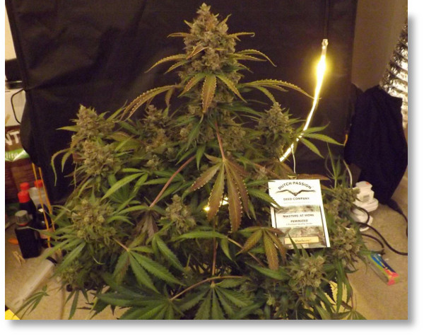 blueberry-little-bush