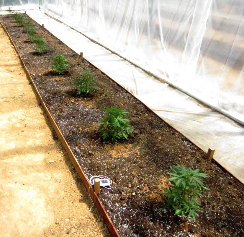 think-different-dutch-passion-02