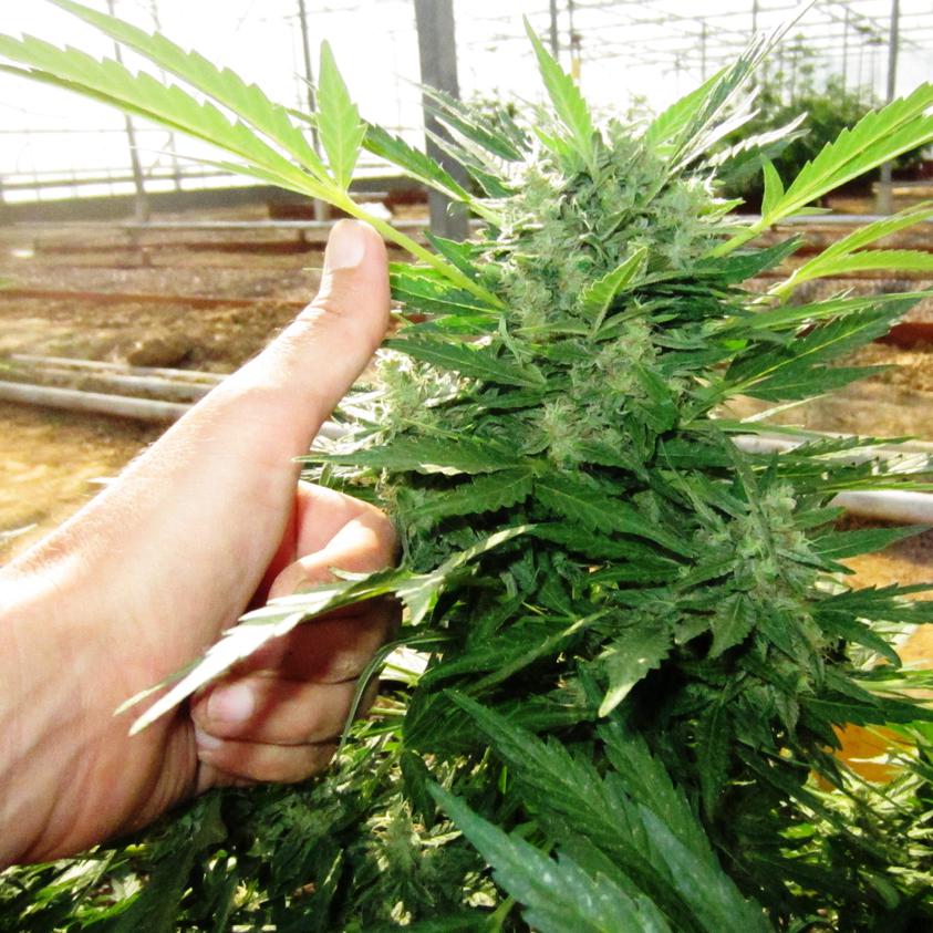 think-different-dutch-passion-04