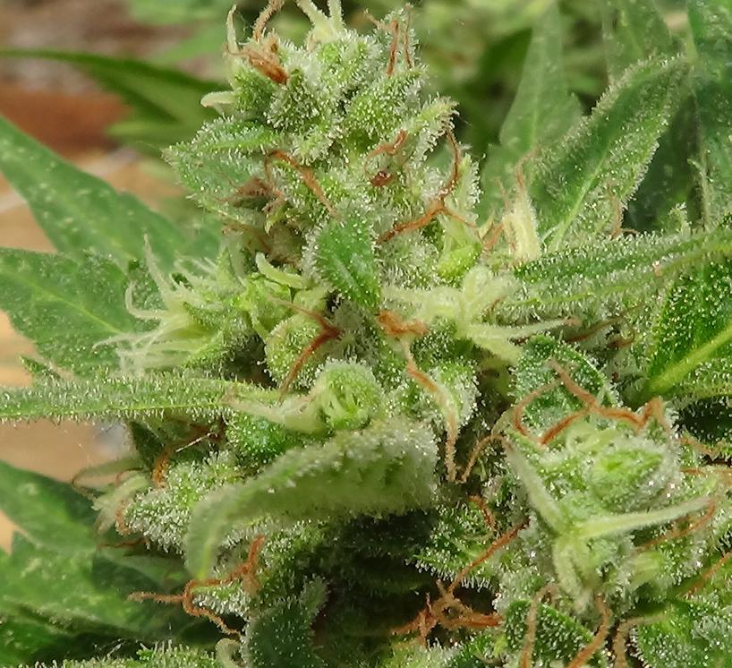 think-different-dutch-passion-06