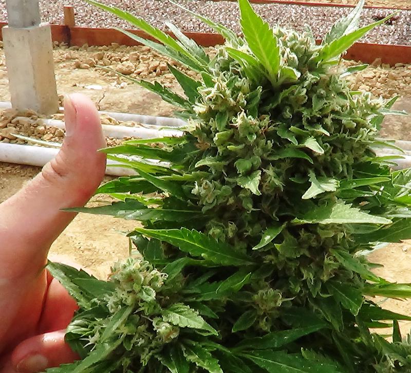 think-different-dutch-passion-07