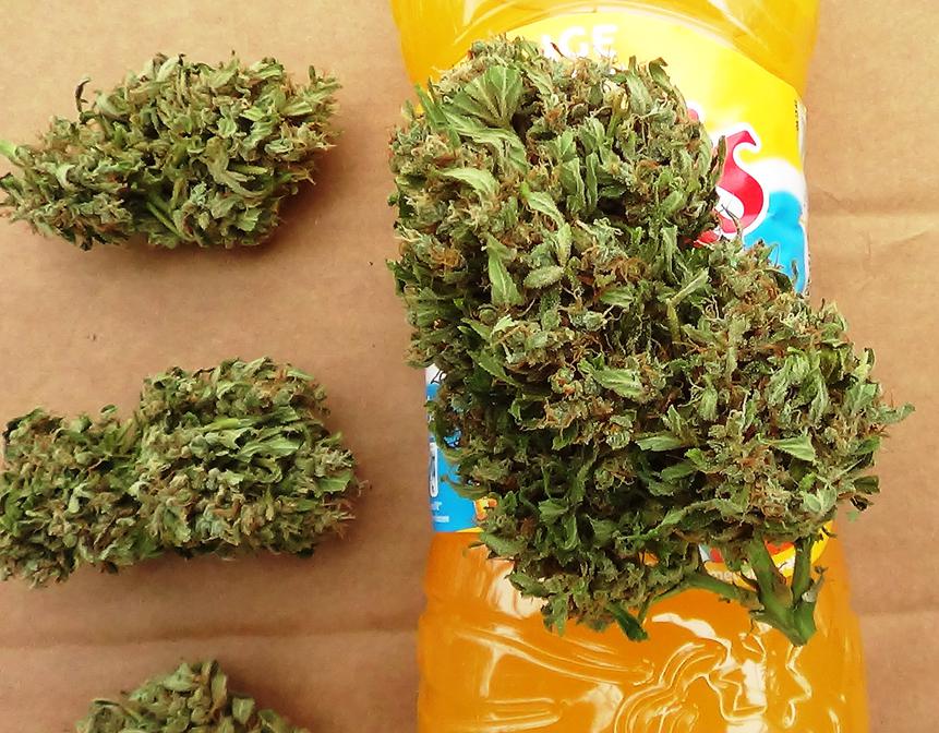 think-different-dutch-passion-12