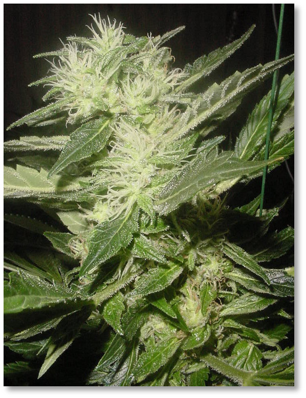 white rhino flowering