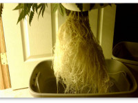 6 шагов к решению 99% проблем конопли. Шаг 5 - Здоровье корней и полив