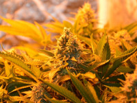 Как получить больше конопли со своей площади?