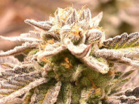 Auto Deadryder: Обзор самого урожайного низкорослого стрейна