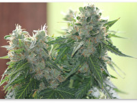 Преимущества выращивания автоцветущих сортов