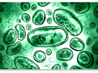 Полезные бактерии, грибки и другие микроорганизмы и их роль в выращивании конопли