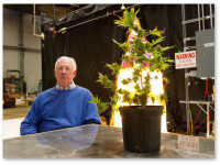 Медицинская марихуана демонстрирует впечатляющую эффективность в облегчении симптомов