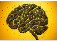 9 умнейших планокуров планеты