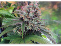 Сорта с высоким содержанием КБД