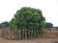 Бывает ли ГМО-конопля?