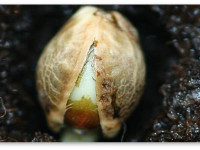 Проблемы со всхожестью семян конопли. Как обеспечить их прорастание