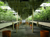 Почему так важен pH