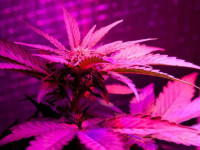 Победа LED над ДНАТ - свершившийся факт?