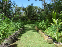 Гавайи: Два новых законопроекта по медицинской конопле