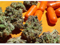 Поможет ли марихуана остановить "катастрофический" рост бактериальных инфекций?