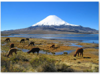 В Чили будут культивировать марихуану для медицинских исследований В Чили будут культивировать марихуану для медицинских исследований