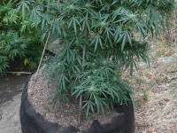 Обычные горшки и гроубэги - что лучше?