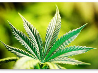 США: Всё больше людей за 50 потребляют коноплю