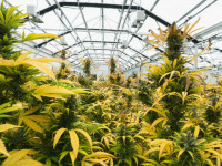 Девочка созрела? Как понять, что пора снимать урожай