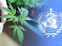 ВОЗ может признать медицинскую ценность конопли