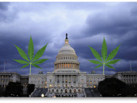 Вашингтон декриминализовал хранение до 1 унции марихуаны