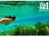 Легализация медицинской марихуаны во Флориде: Пациент скорее мертв, чем жив