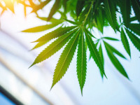 Выращивание конопли в аэропонике. Основы