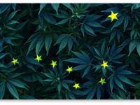 Аляска станет первым штатом, откроющим "марихуановые бары"