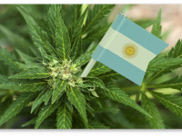 Аргентина обсуждает легализацию медицинской марихуаны