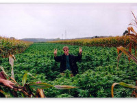 Все об автоцветущих сортах конопли (автоцветах)