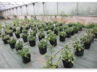 Автоцветущие семена конопли